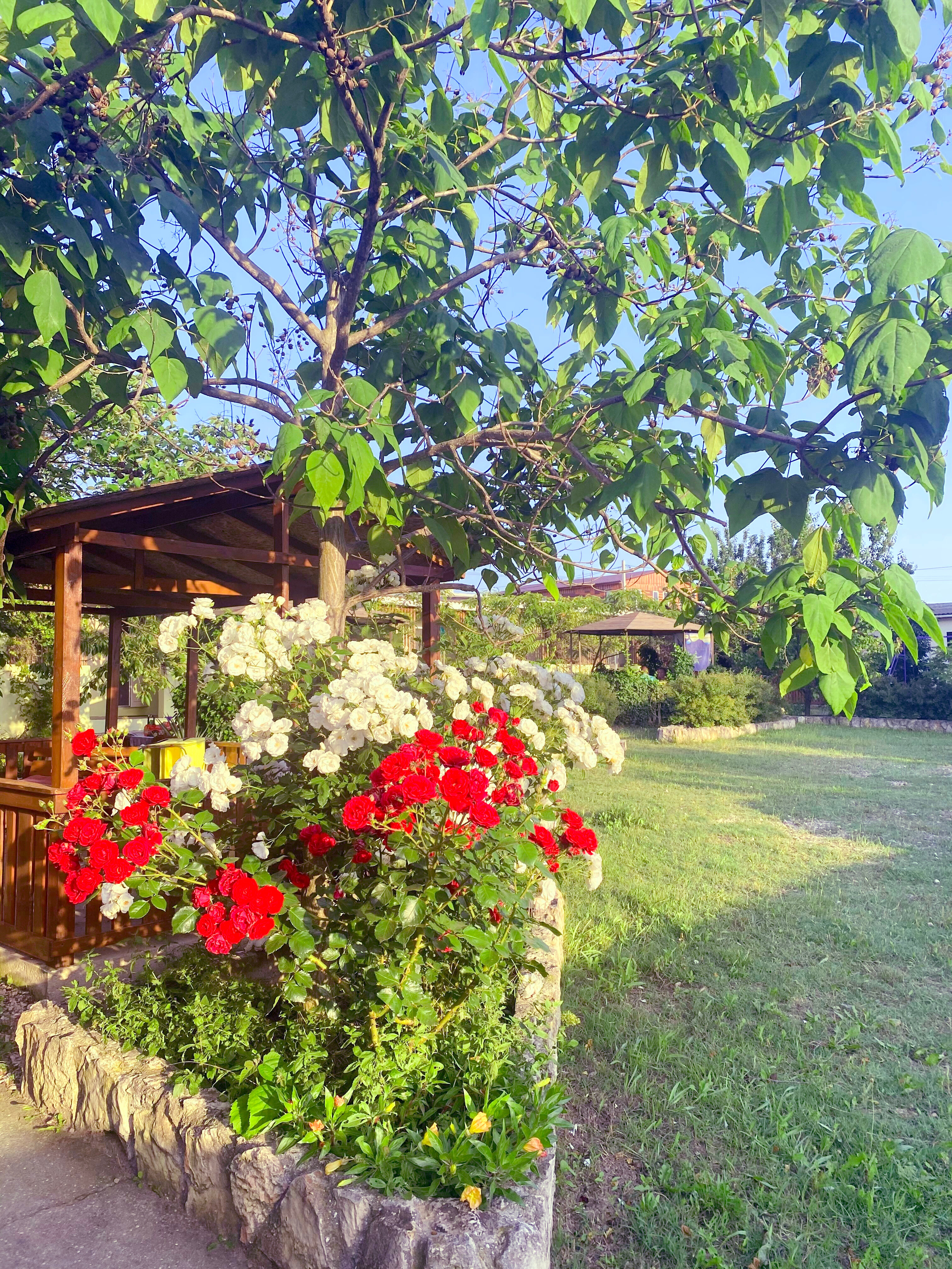 Фото АвокаДа