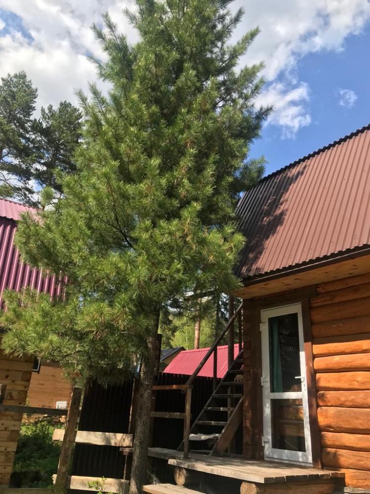 Фото Солнечная