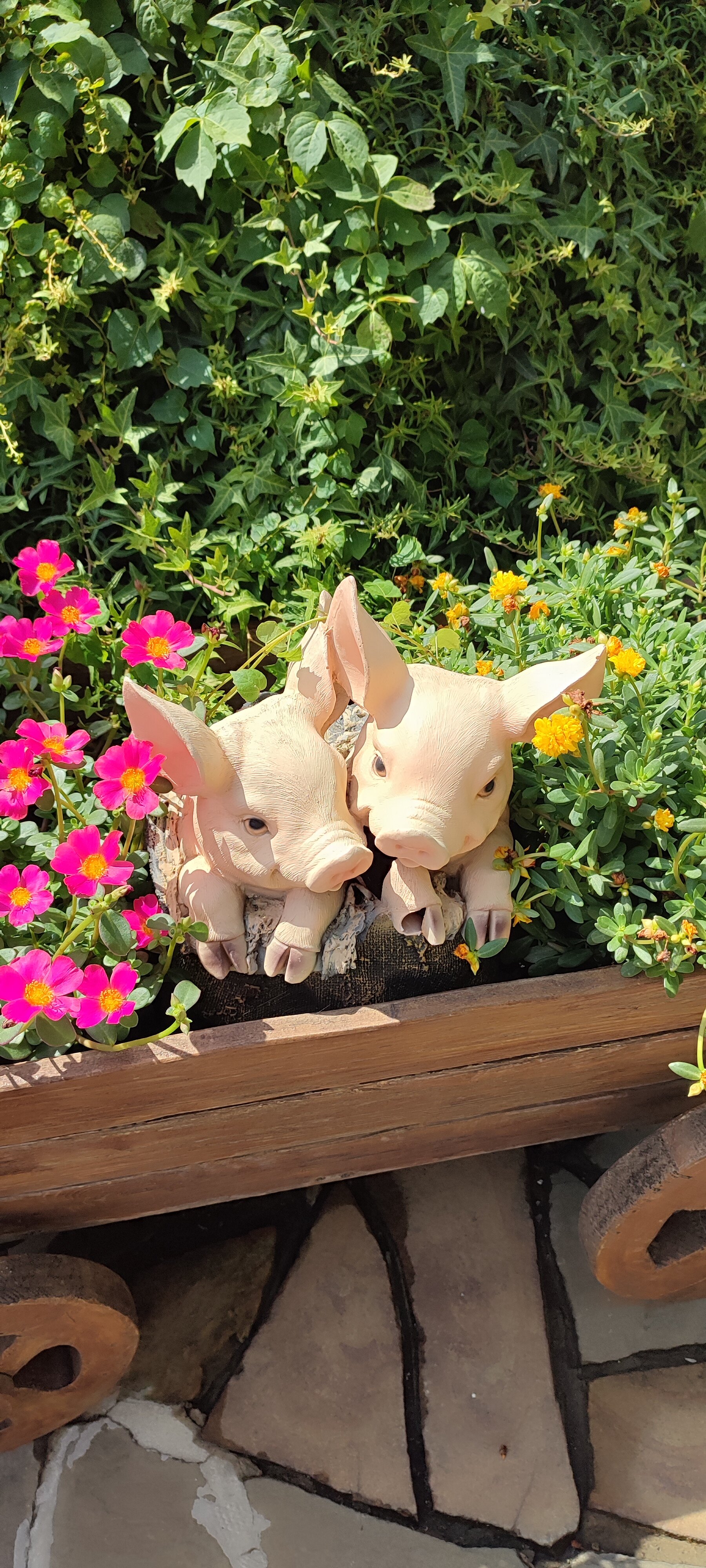 Фото Ромашка