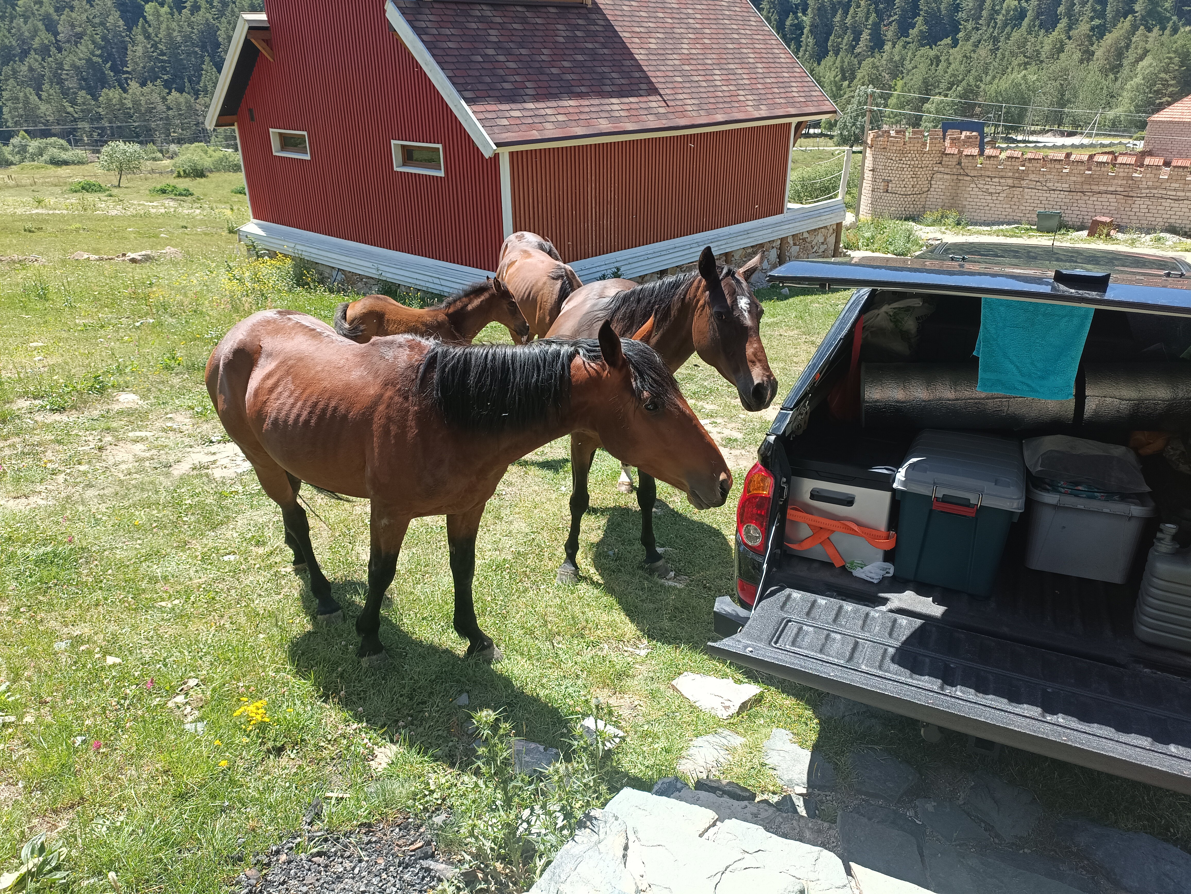 Фото Блэк Поинт