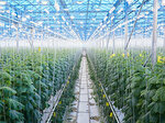 Abt Asiyan Baran Agriculture (Antalya, Muratpaşa, Mevlana Cad., 54B), empresa agrícola