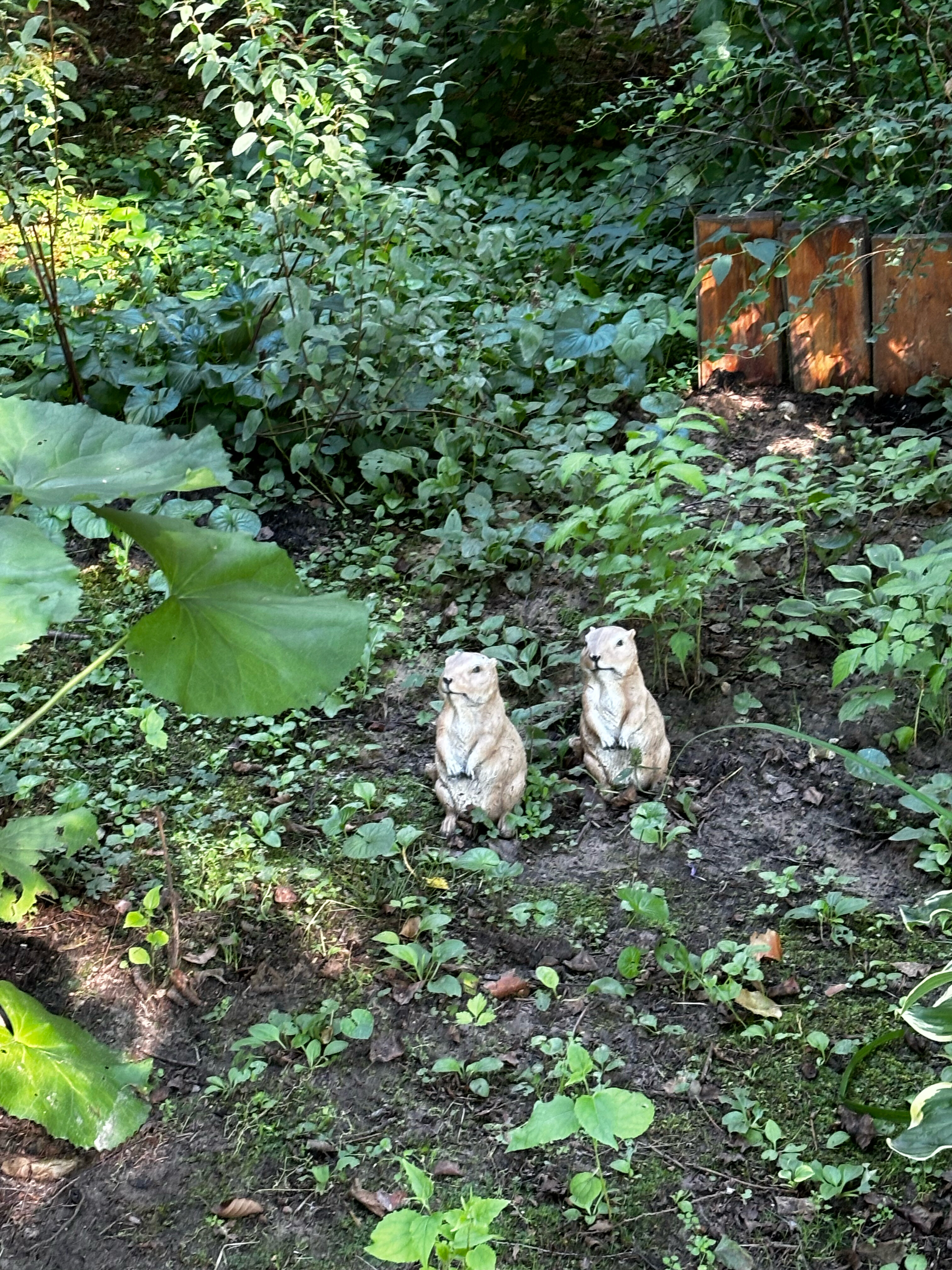 Фото Green forest