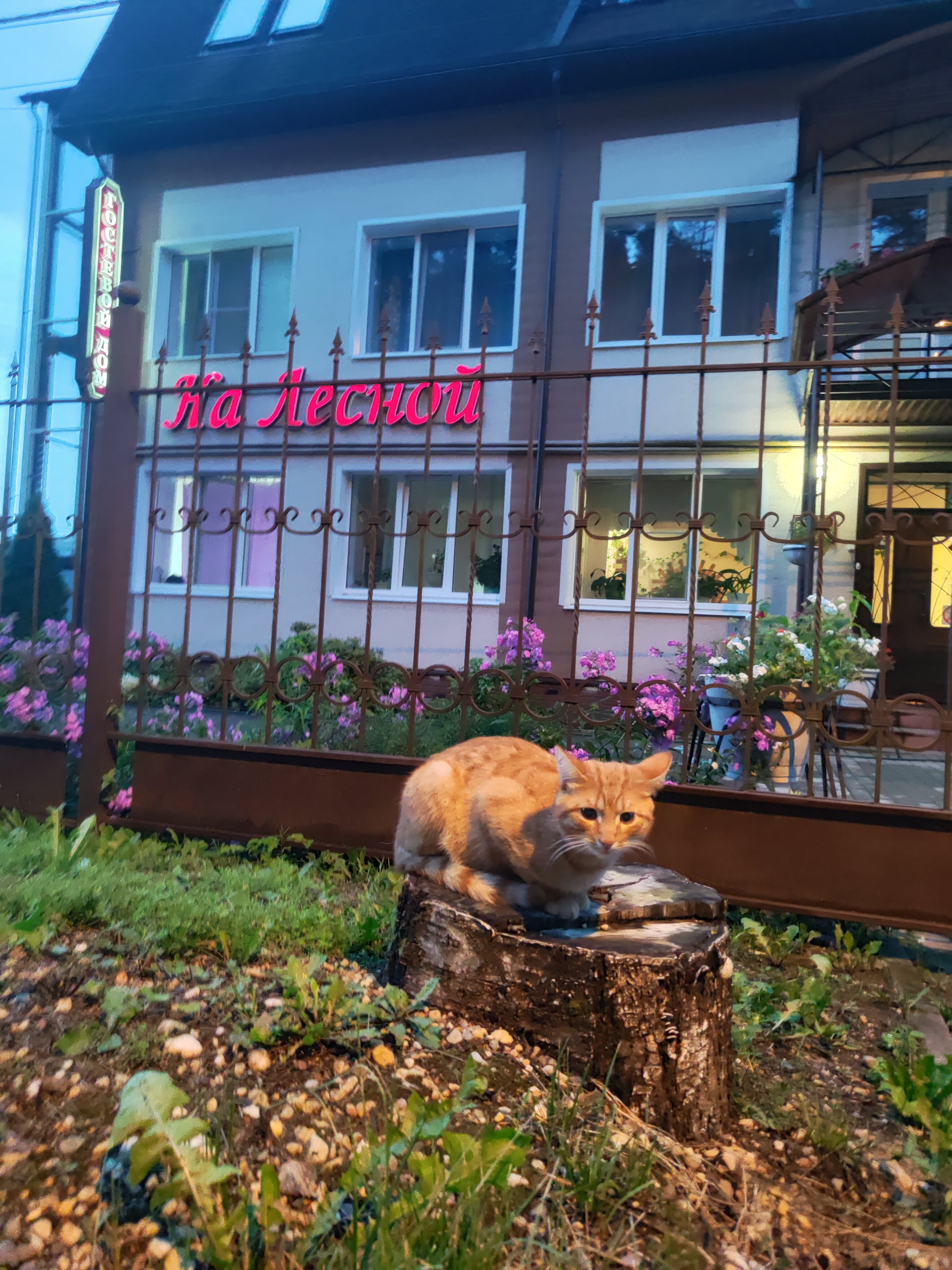 Фото На Лесной