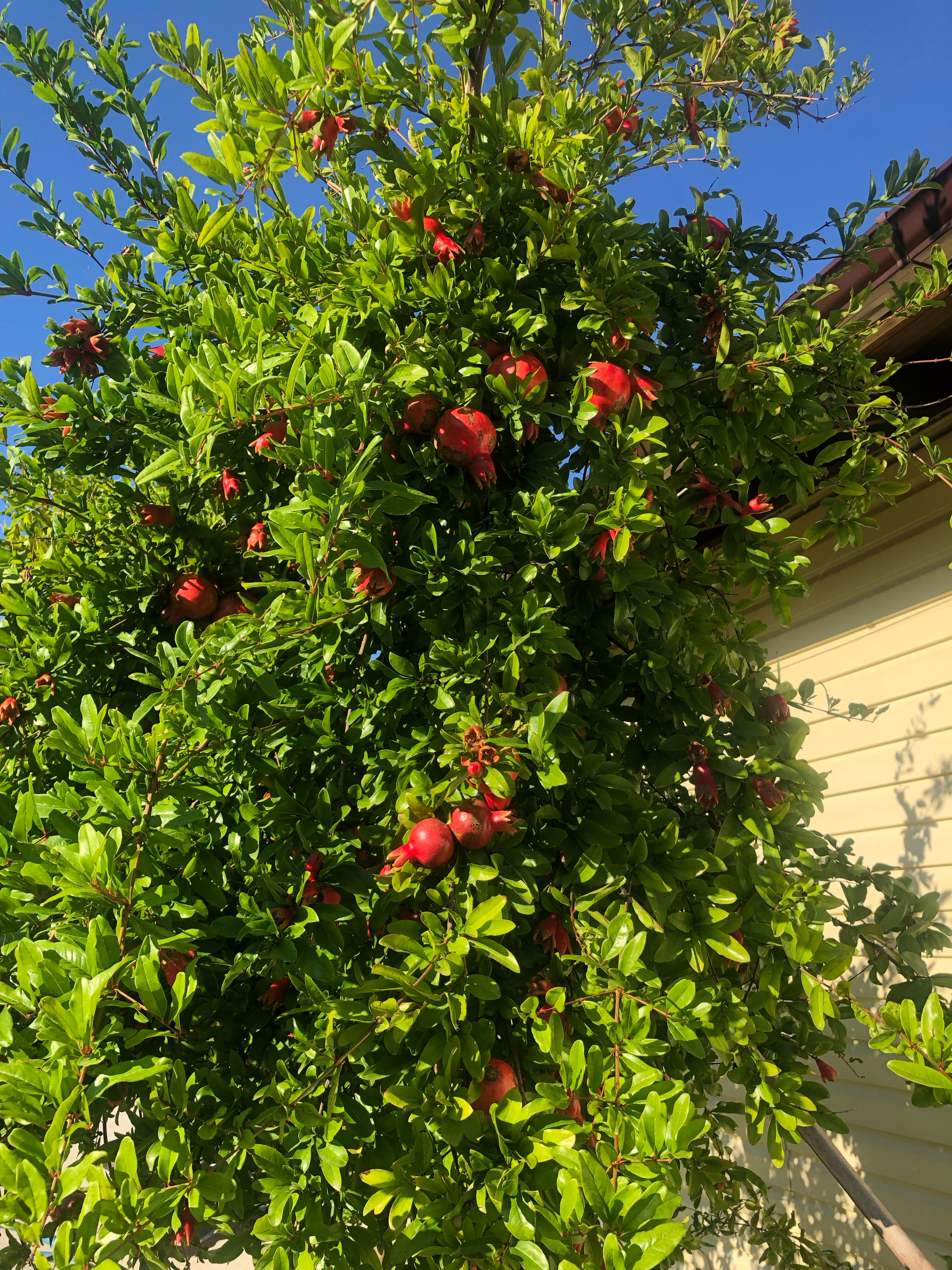 Фото БроНау Ася