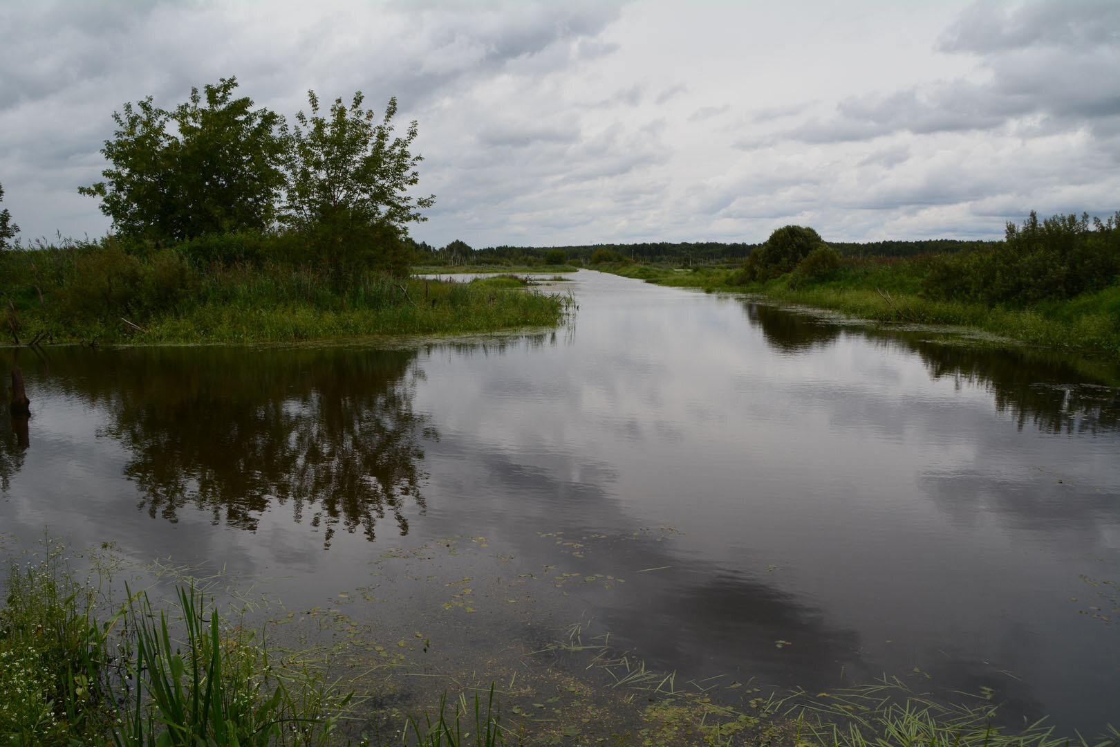 Фото Лес среди болот