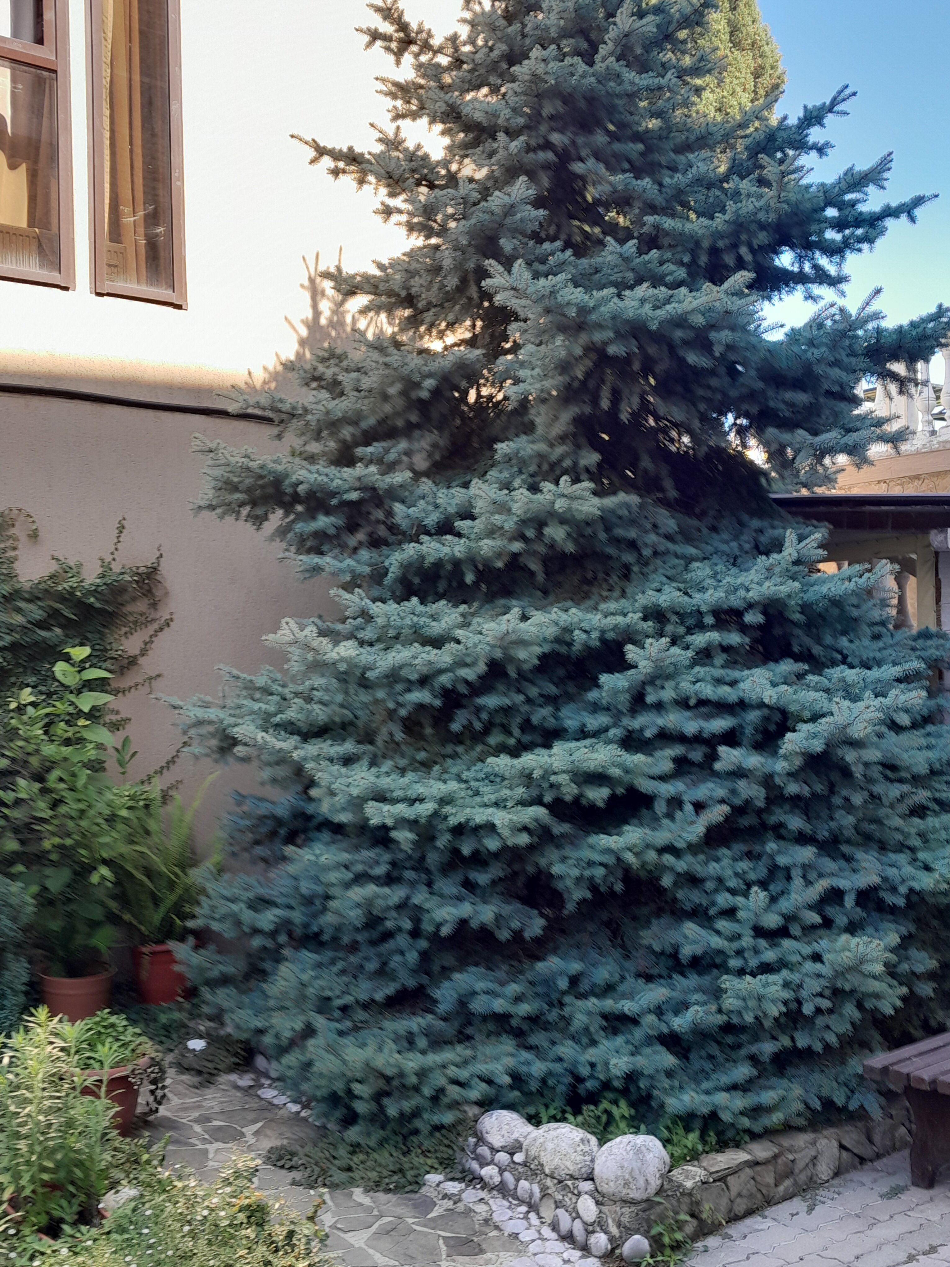 Фото Имеретинский романтик