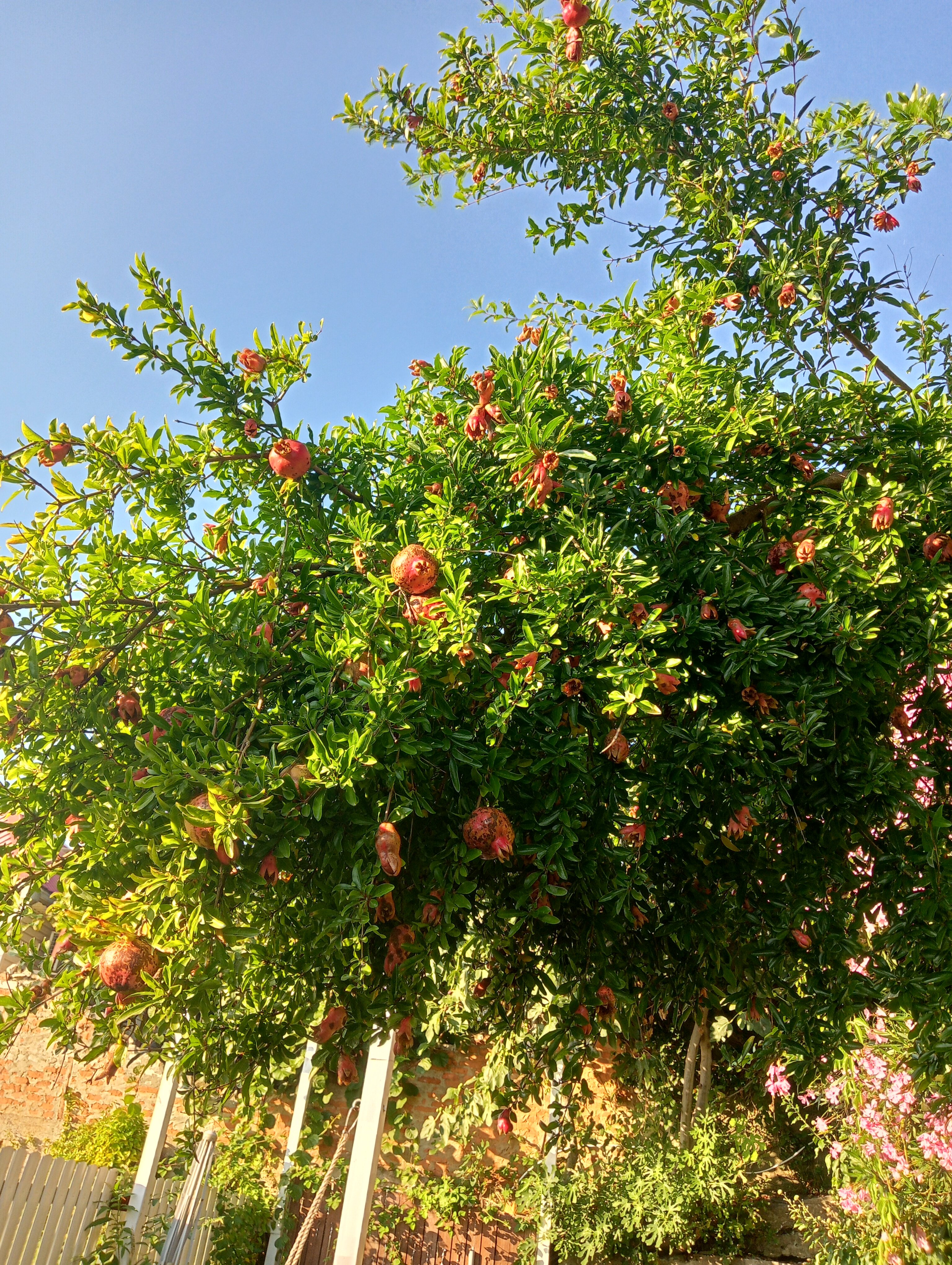 Фото Эллинг 80