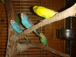 Mr. Parrot (SNT Kadr, 90А), pet hotel