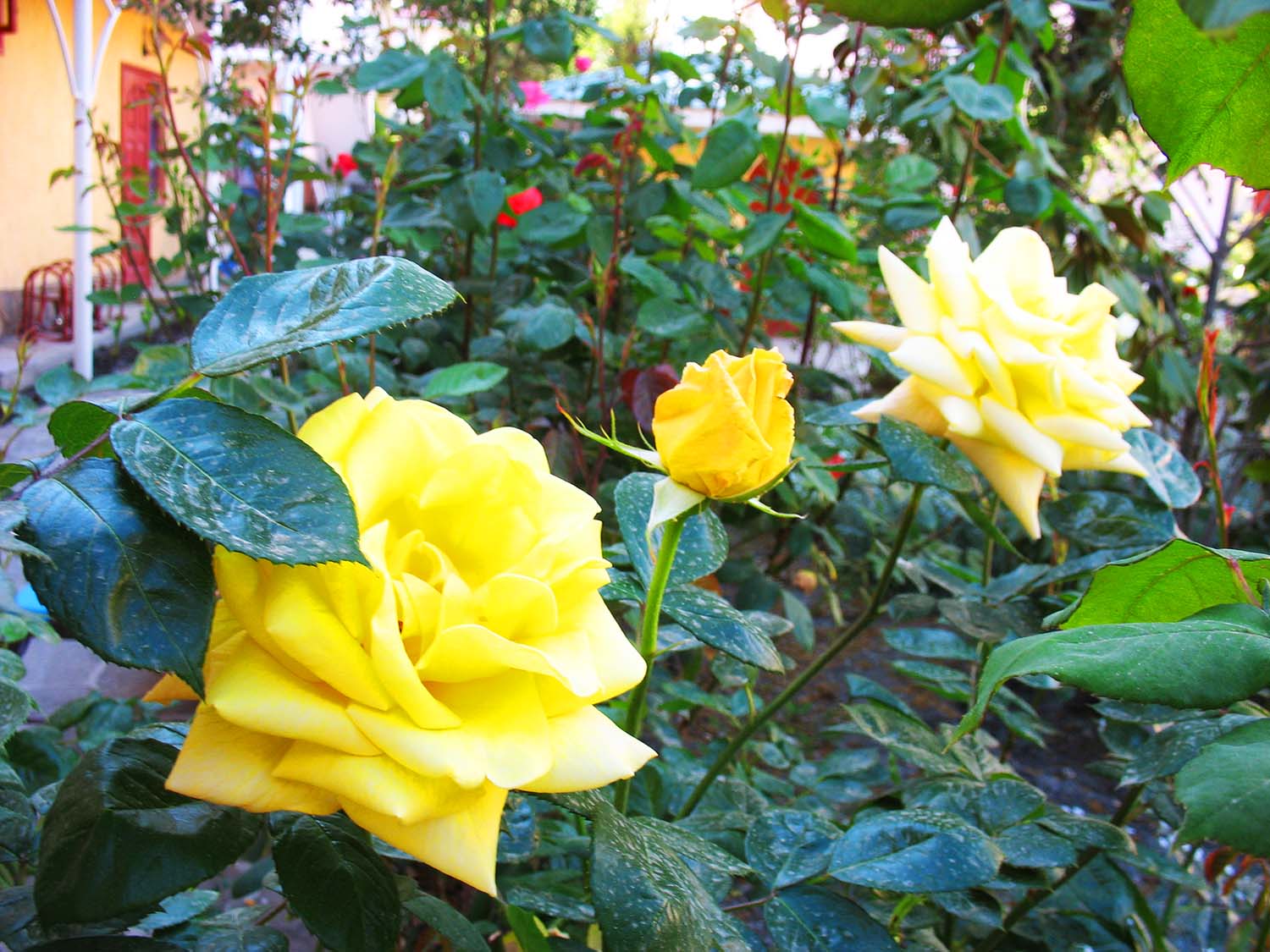 Фото Пансионат Орхидея