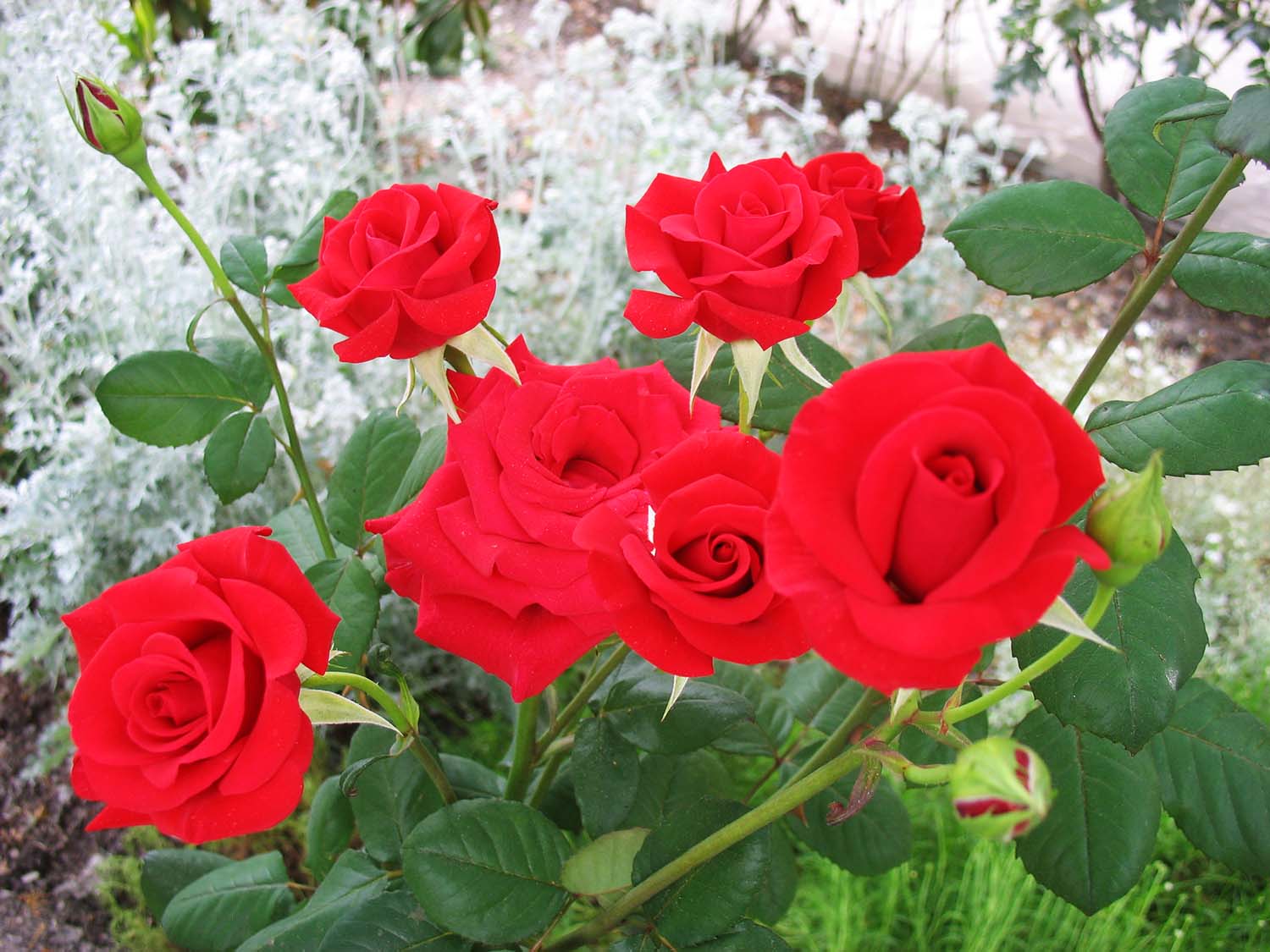 Фото Пансионат Орхидея