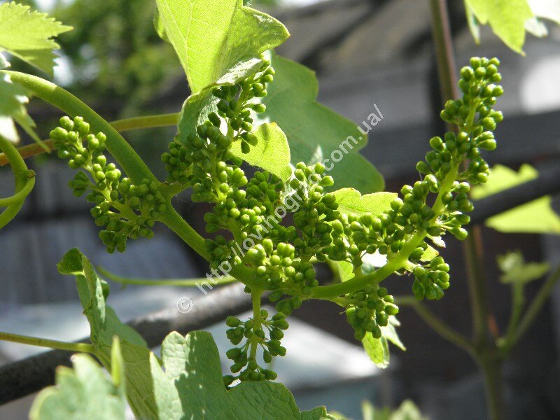 Management company Umny Vinogradnik, Mariupol, photo