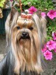 Grooming salon Yeleny Panfilovoy (Velyka Vasylkivska Street, 124), pet salon