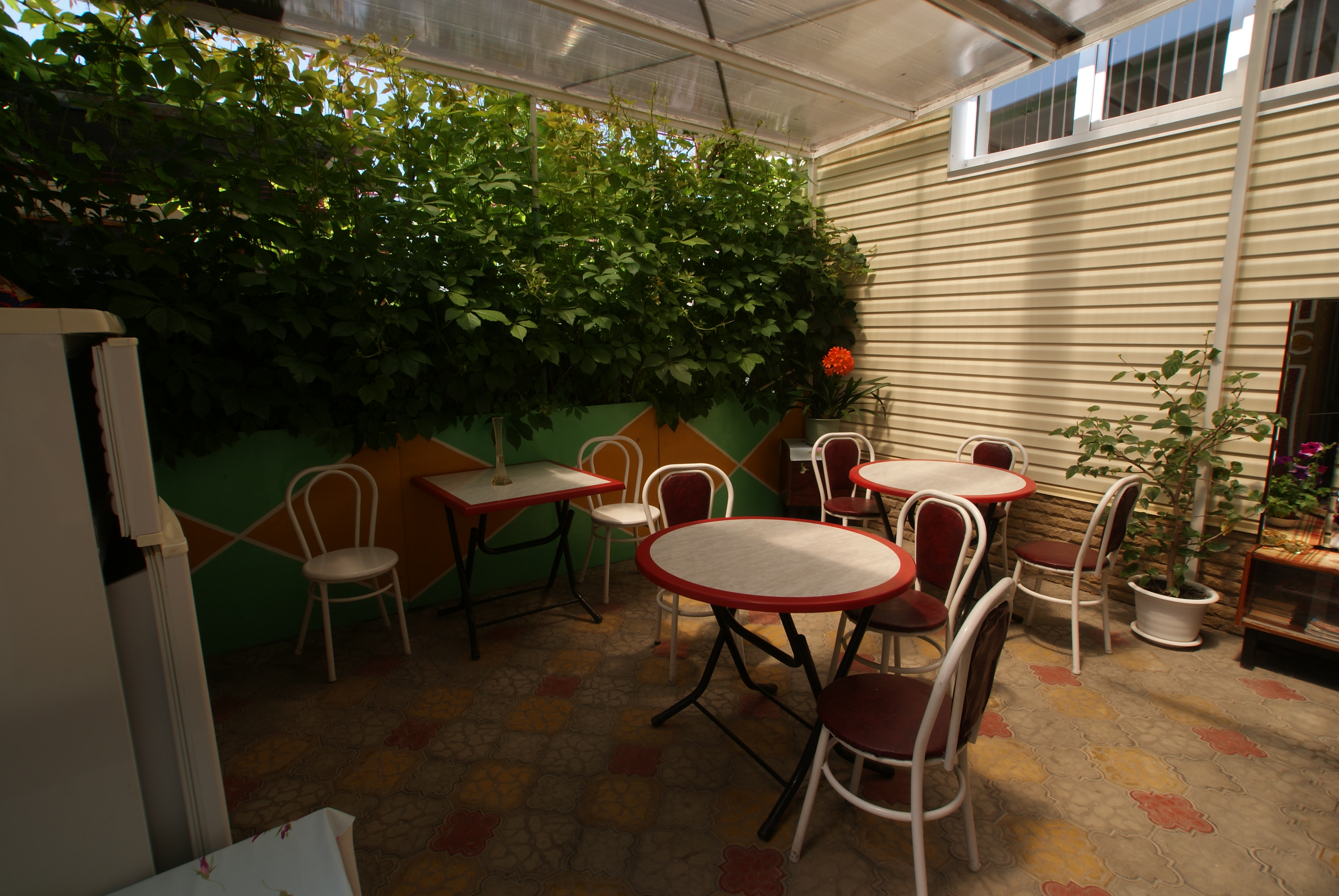 Фото Адениум