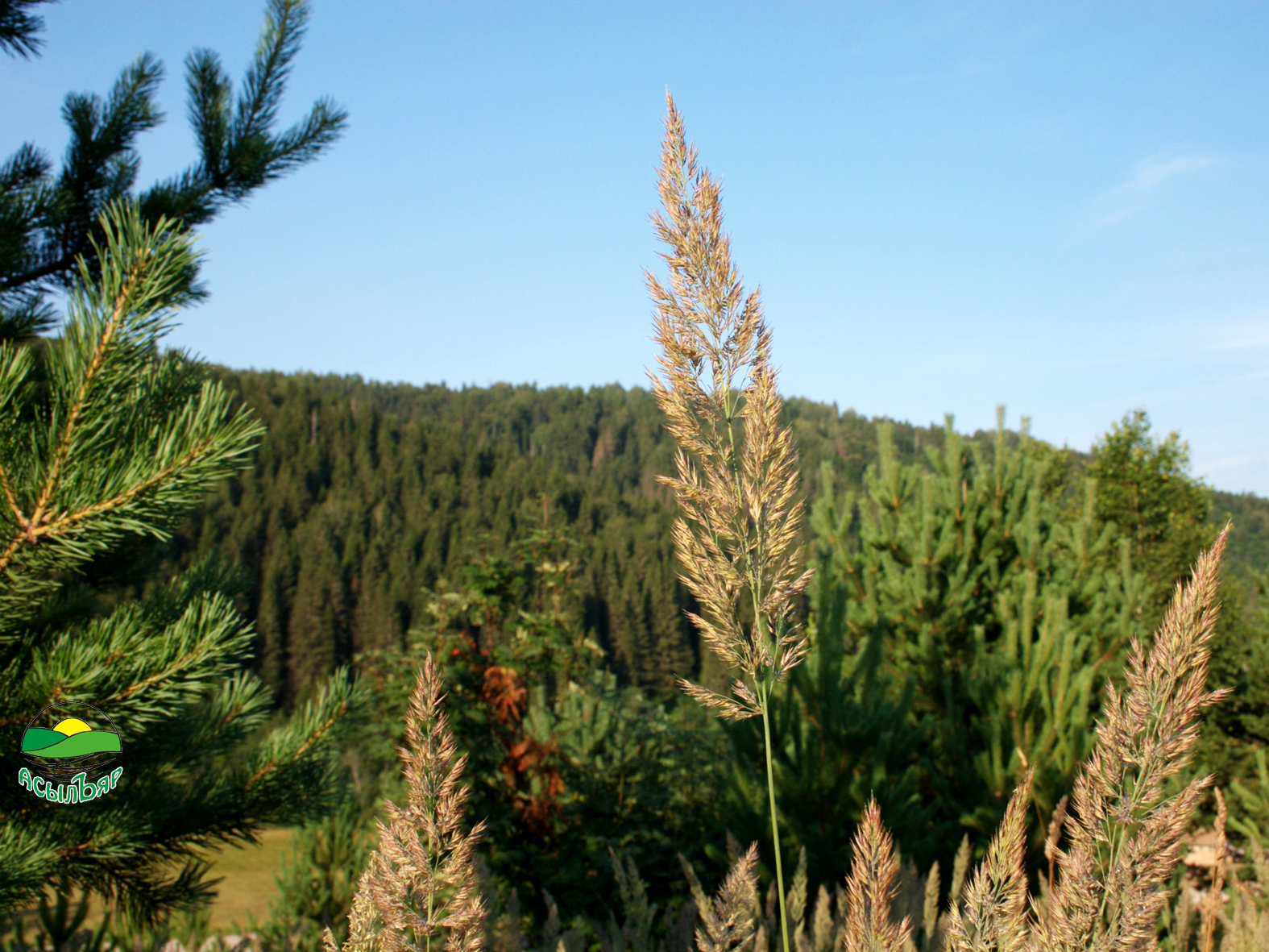 Фото АсылЪяр