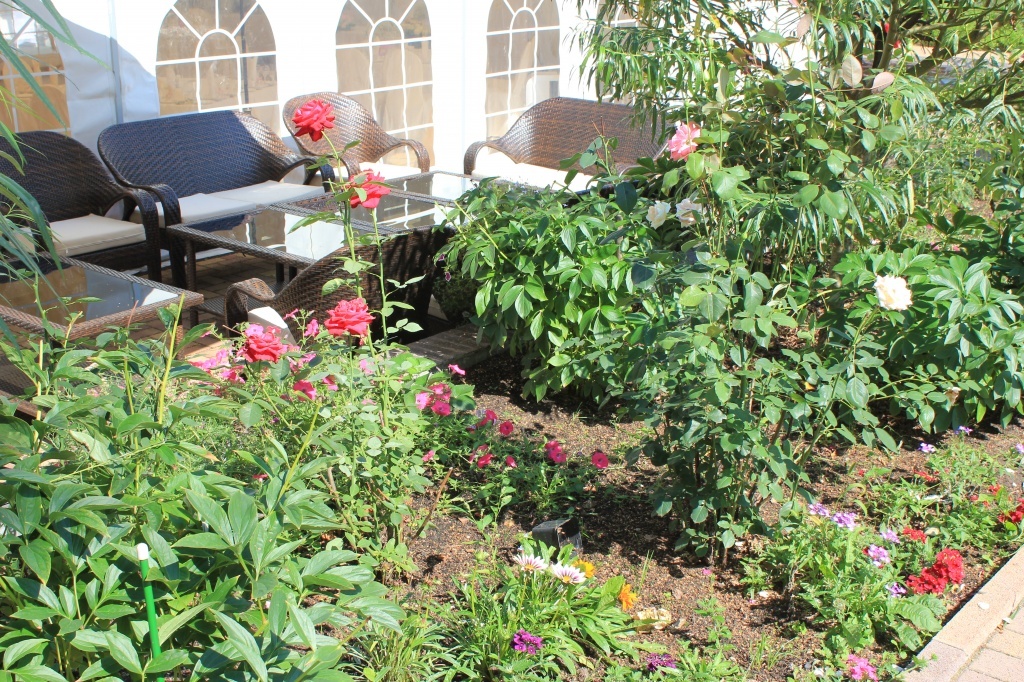 Фото Боровница