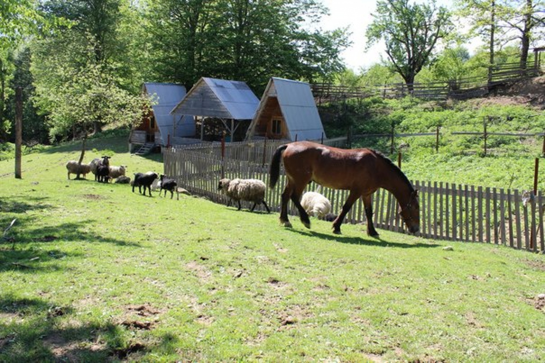 Фото Светлячок