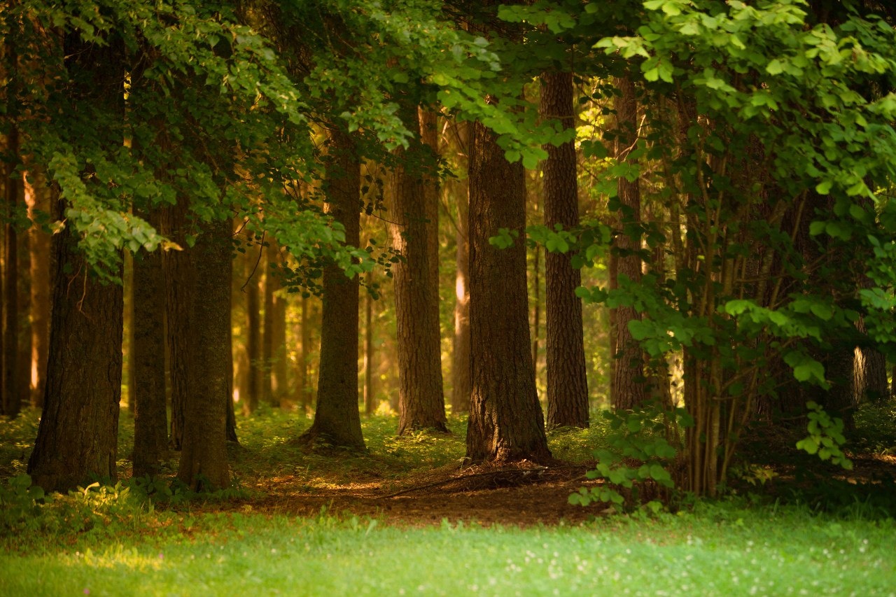 Фото Гостевая усадьба Тригорская 1