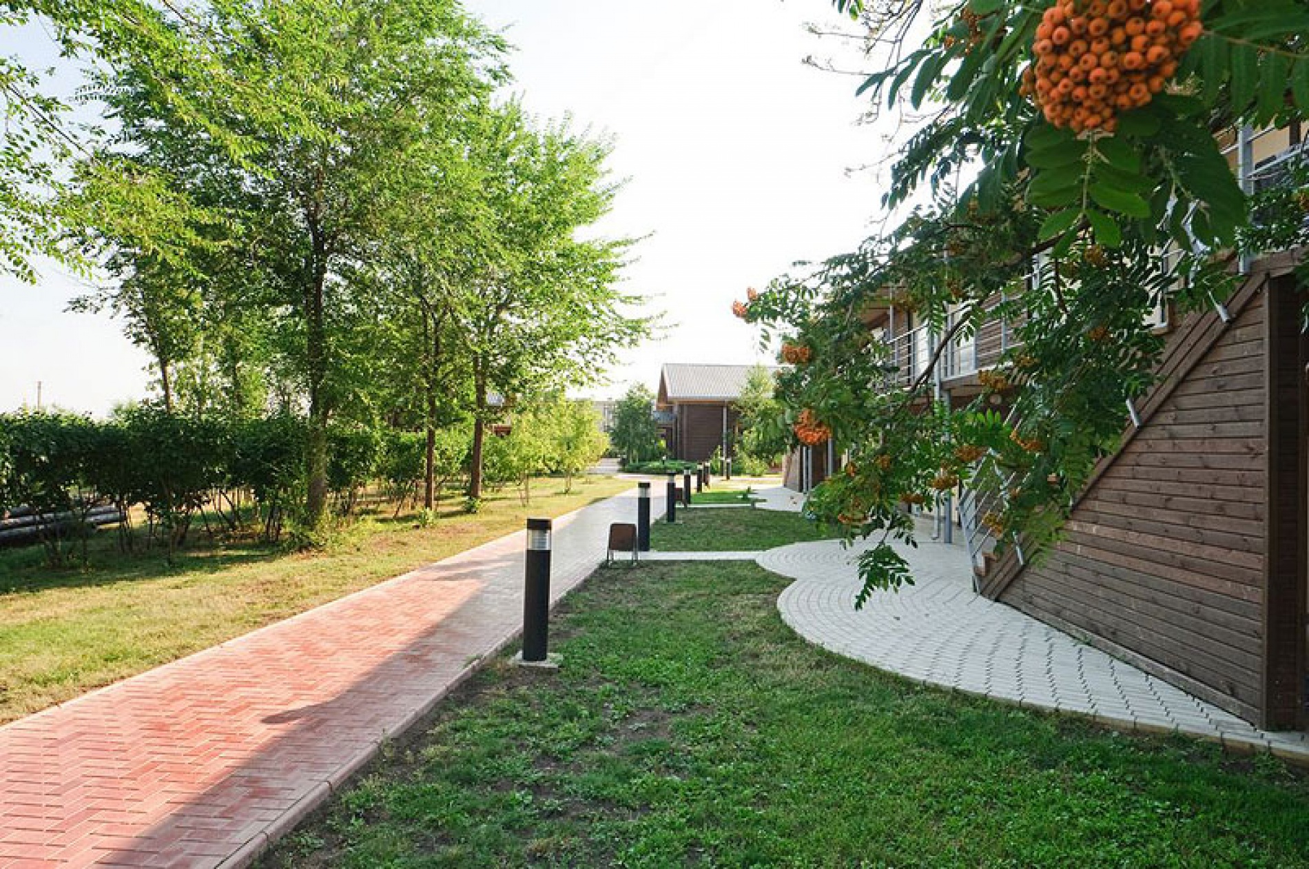 Фото Подсолнух