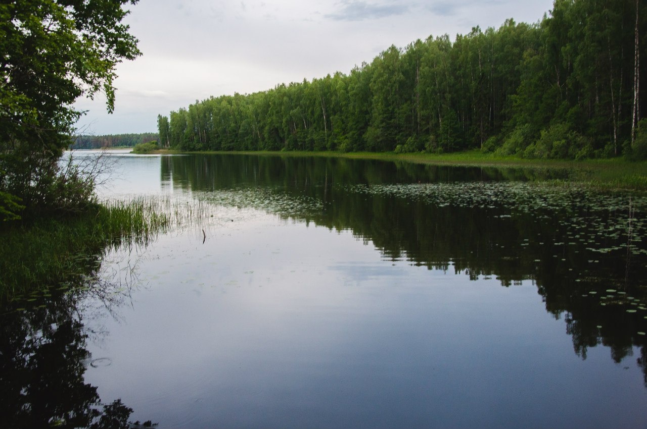 Фото Лесная дача