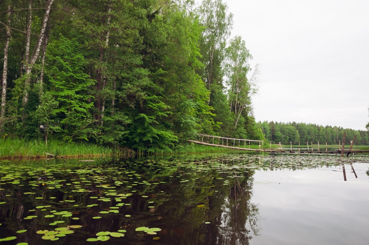 Фото Лесная дача