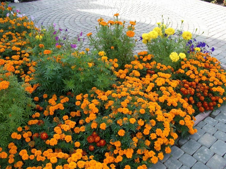 Фото Кремлёвский