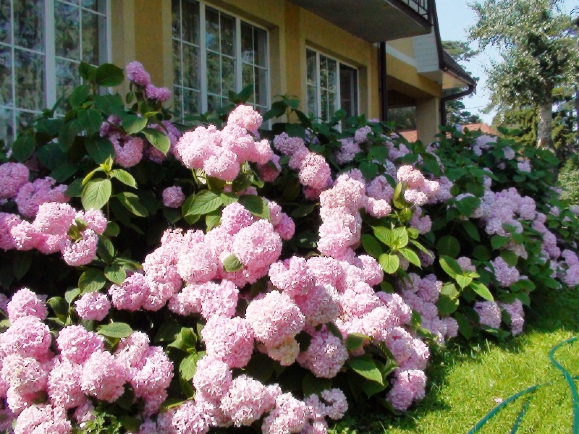 Фото Понарт