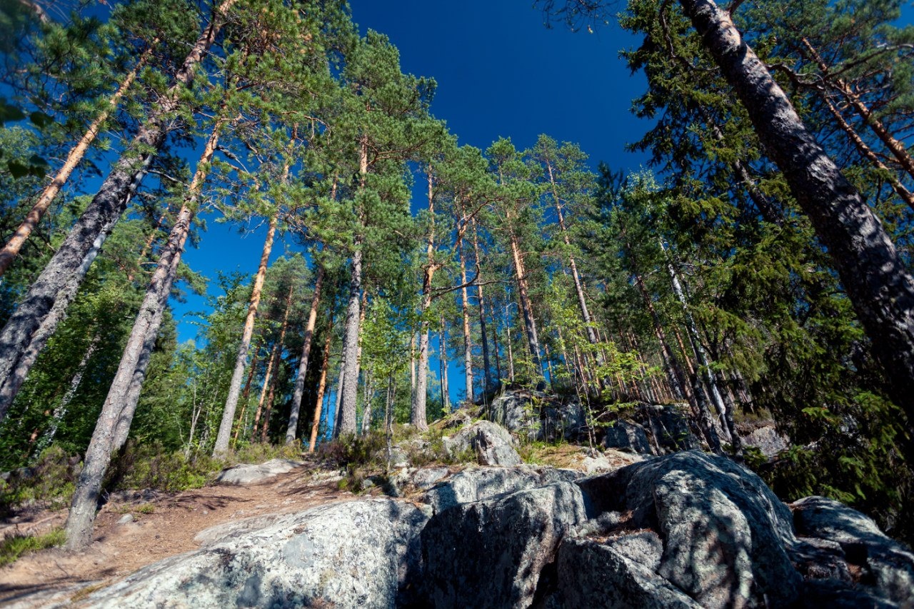 Фото Отель-клуб Гардарика