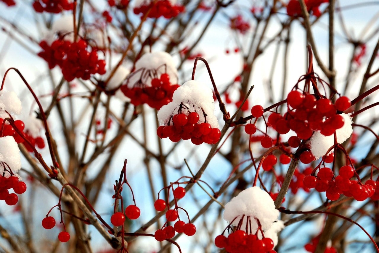 Фото Парк Голубино