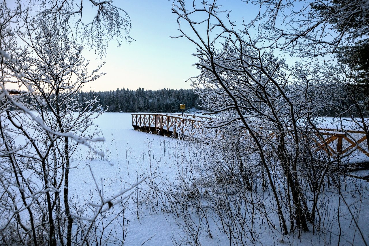 Фото Лесная сказка