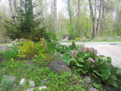 Фото Колибри