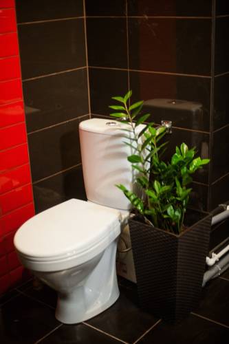 Фото Шокотель