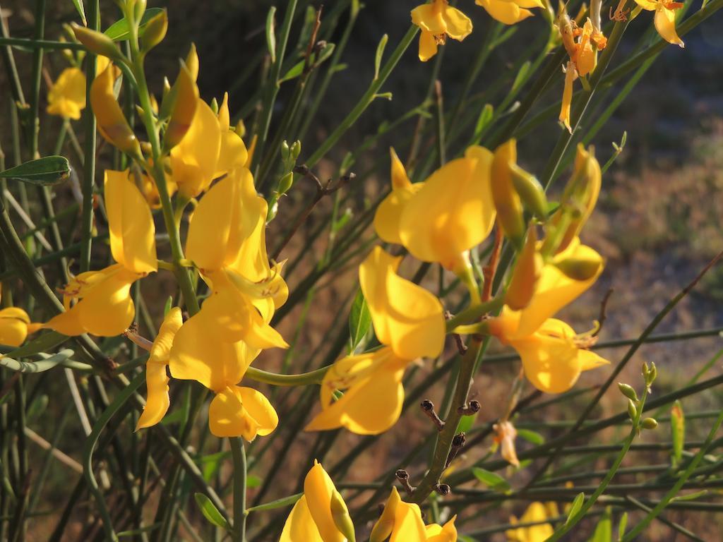 Фото Вилла Ямайка