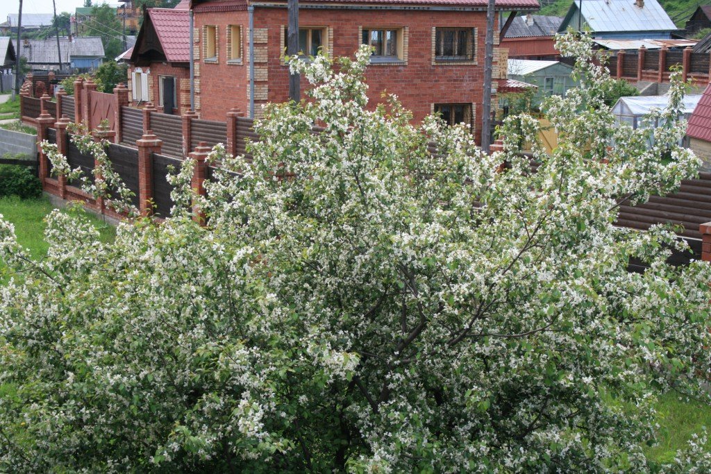 Фото Даурия