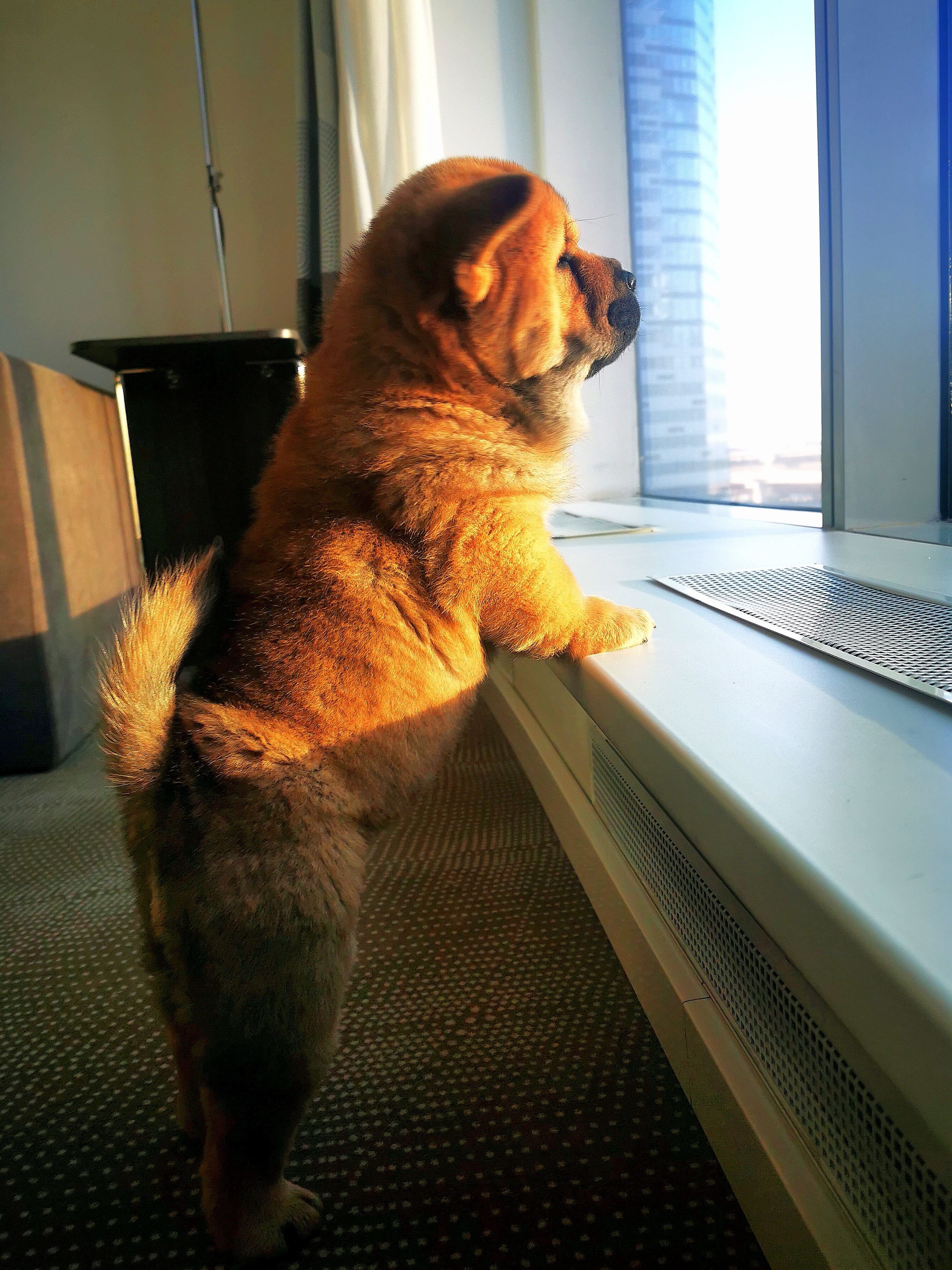 Фото Novotel Москва Сити