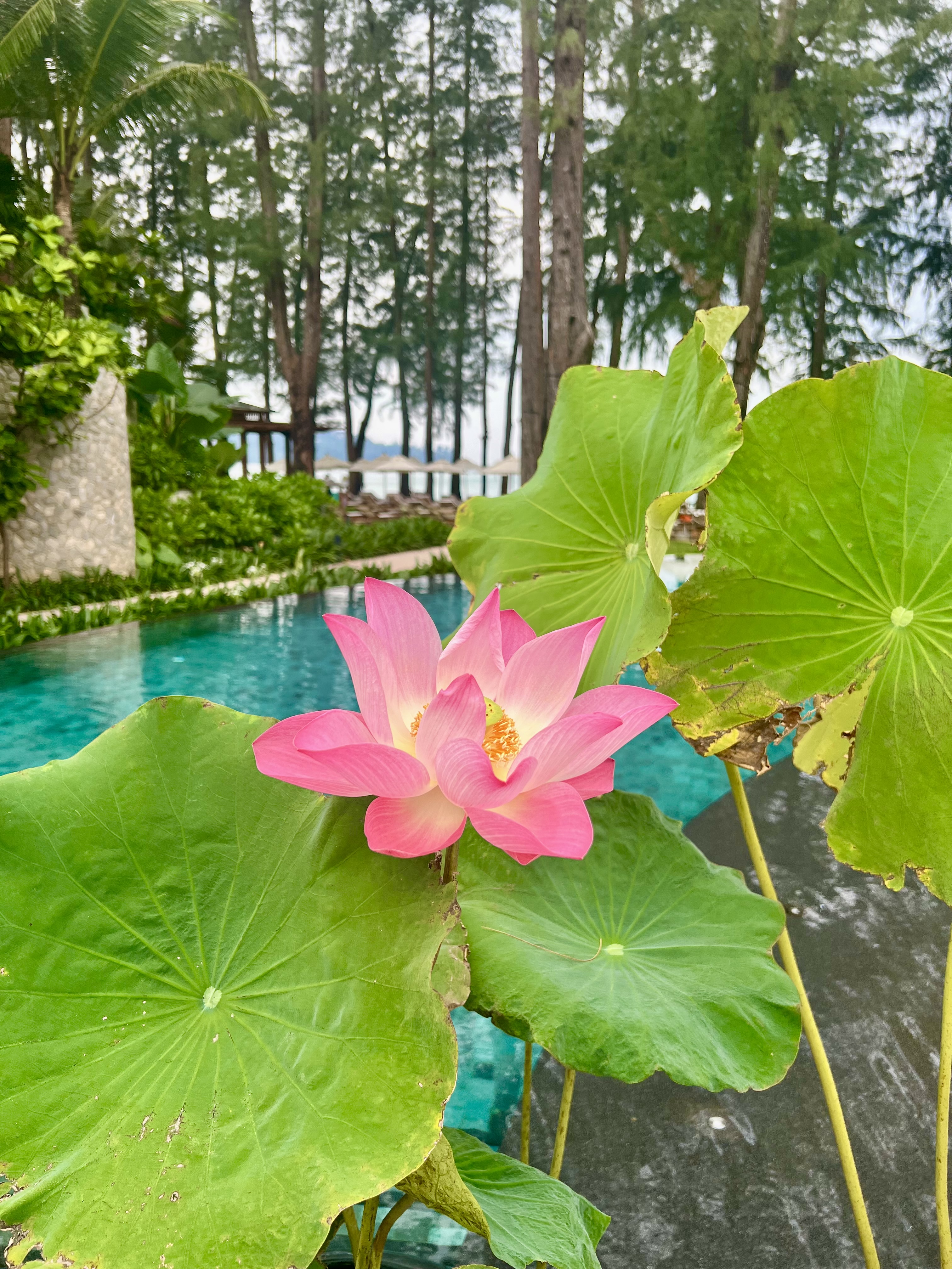 Фото InterContinental Phuket Resort