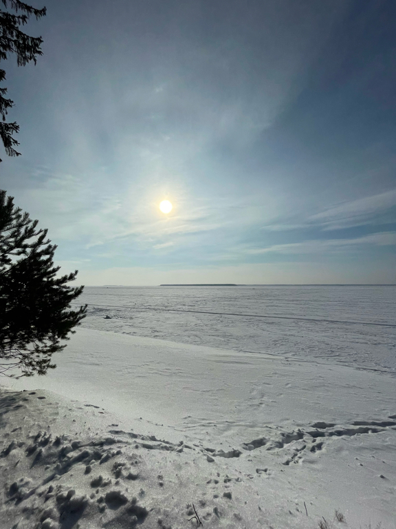 Фото Солнечный бор