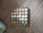 Svetofor (rabochiy posyolok Pogar, Polevaya ulitsa, 24/1), grocery