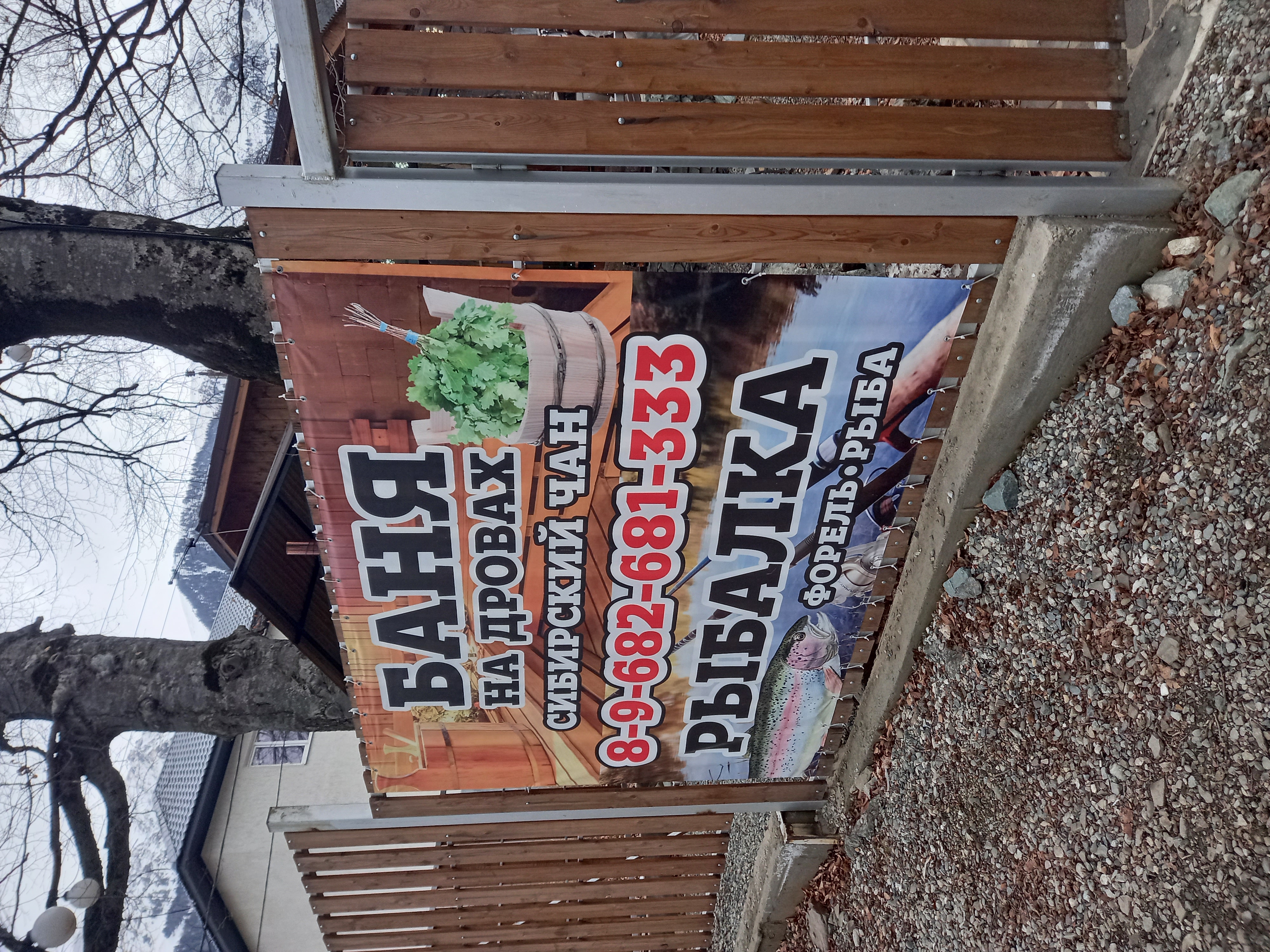 Фото Чинара