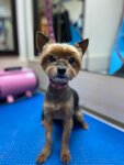 Groomer nearby (prospekt Patsayeva, 7к5), pet salon