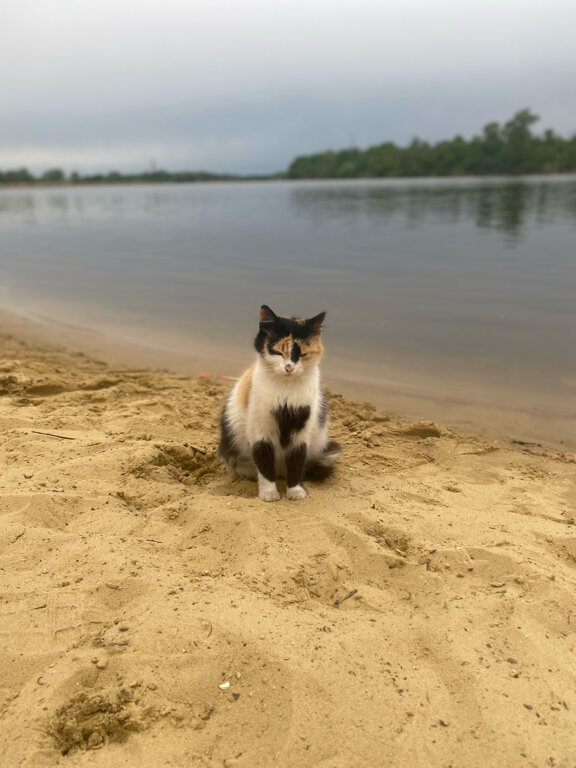 Фото Белуга