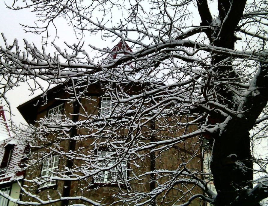 Фото Ближние Дубки