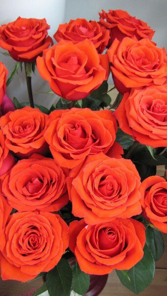 Роза чайно-гибридная Нина купить в Санкт-Петербурге Товары для дома и дачи Авито