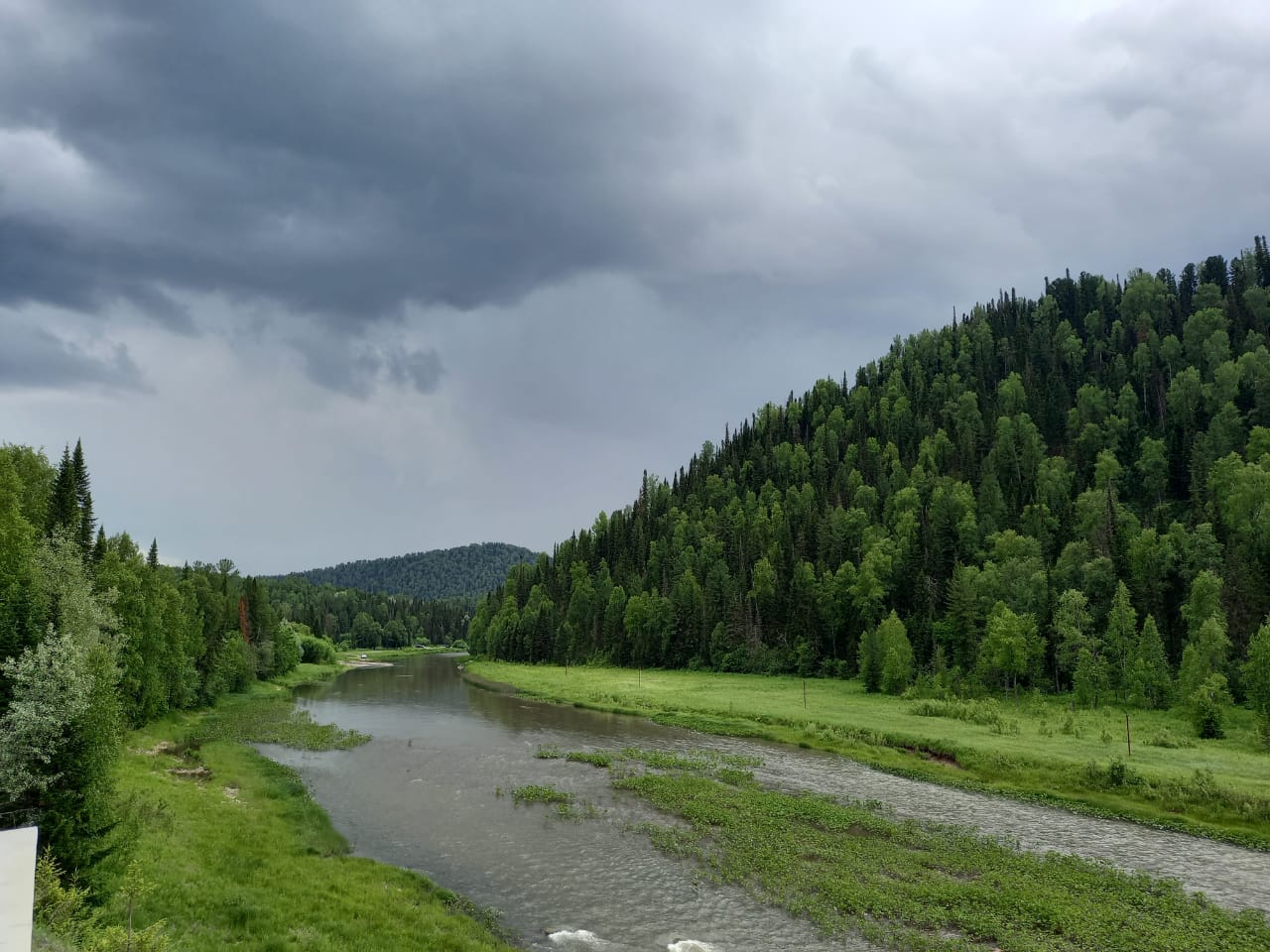 Фото Золотая сова