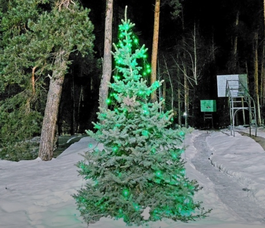 Фото Сосновый бор