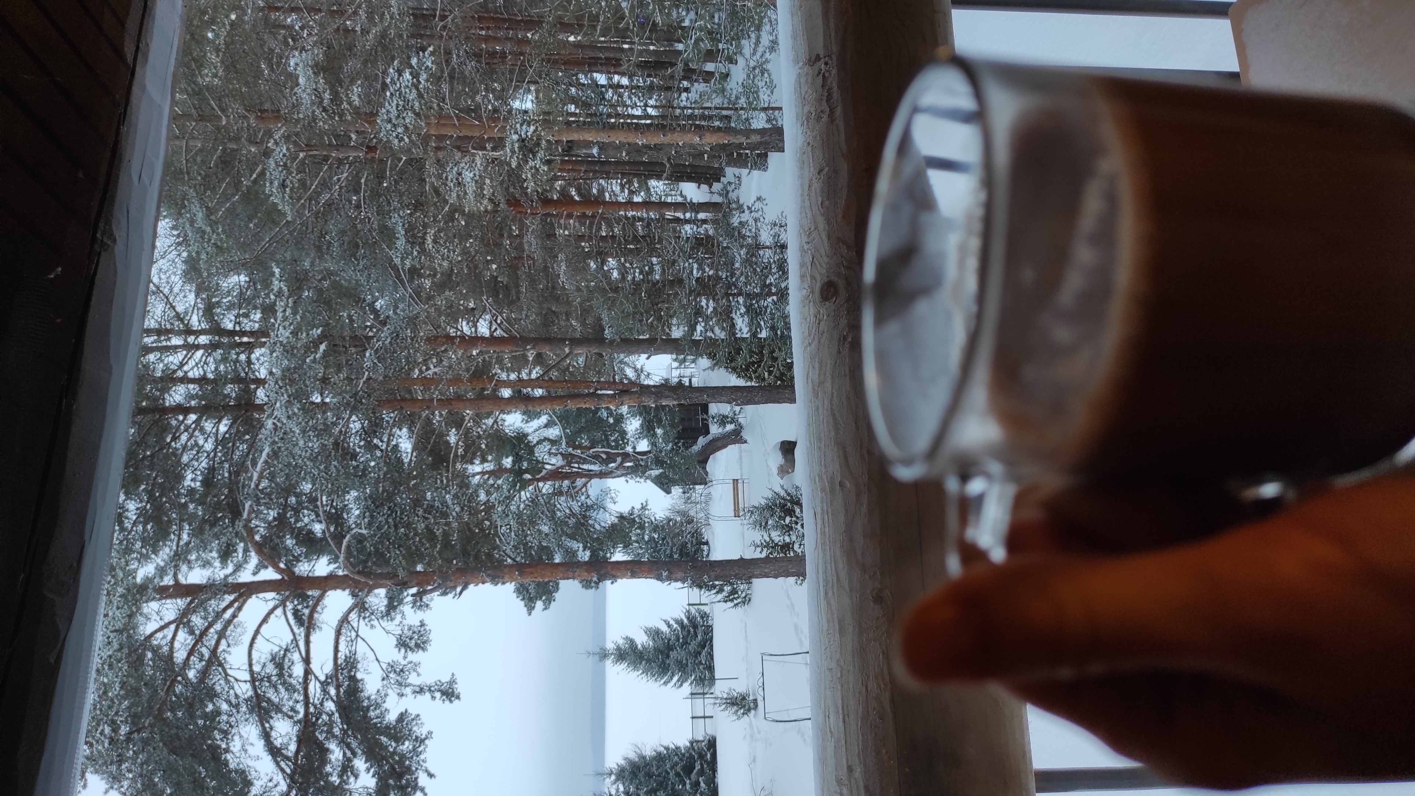 Фото Можжевеловый бор