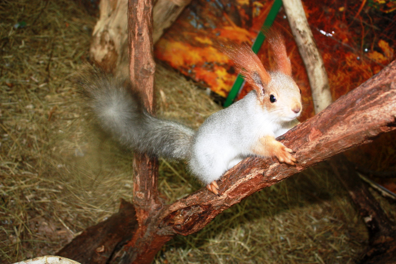 Фото Барская Усадьба