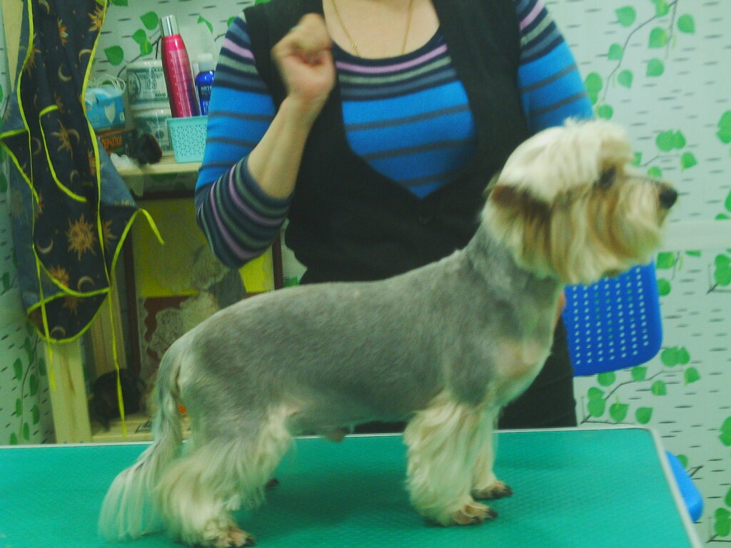 Salón de mascota, peluquería de animales Zoostyle zoosalon-parikmakherskaya, , foto