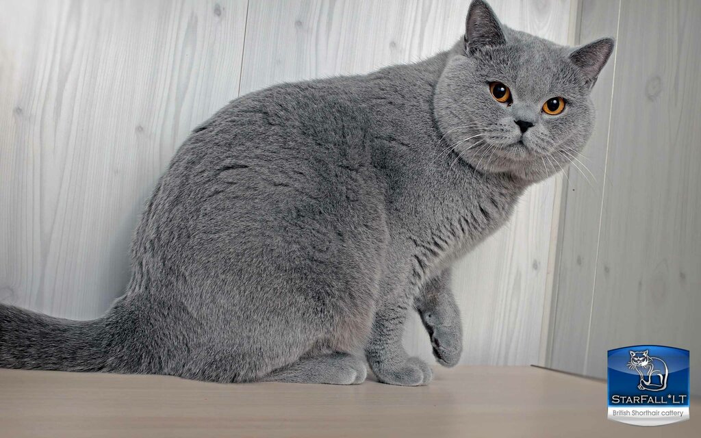Tienda de animales Starfall Lt - Питомник Британских Короткошерстных кошек, , foto