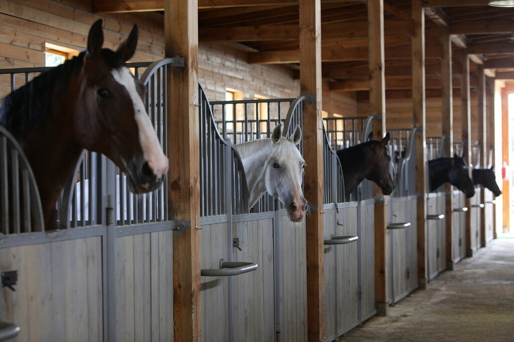 Конюшня картинка для детей