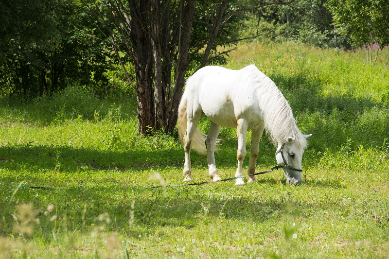 Фото Гостевая изба на Истре